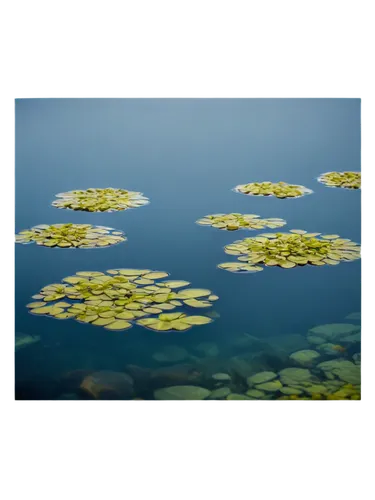 aquatic plant,aquatic plants,aquatic herb,underwater background,duckweed,water lilies,watermilfoil,milfoil,waterlilies,underwater landscape,pondweed,hydrilla,water plants,aquacultural,pond plants,mosquitofish,derivable,fishpond,pond lenses,lily pond,Photography,Fashion Photography,Fashion Photography 15