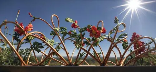 crimson columbine,columbines,crocosmia × crocosmiiflora,turk's cap lily,rose hip plant,chilli pods,campsis radicans,tender shoots of plants,lapland columbine,aloe barbadensis,sky ladder plant,upright 