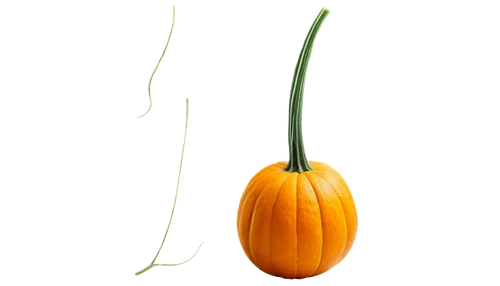 gem squash,cucurbita,cucuzza squash,calabaza,gourd,figleaf gourd,gourds,scarlet gourd,winter squash,bitter gourd,pointed gourd,cucurbit,ornamental gourds,white pumpkin,butternut squash,squash,striped pumpkins,hokkaido pumpkin,butternut,halloween pumpkin gifts,Art,Artistic Painting,Artistic Painting 51