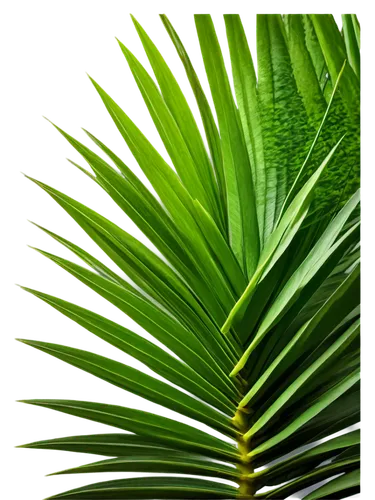 palm leaf,palm leaves,tropical leaf,palm fronds,palm tree vector,cycad,fan palm,tropical leaf pattern,cycas,coconut leaf,green wallpaper,palmera,fishtail palm,betel palm,palm pasture,fern leaf,arecaceae,palmtree,wine palm,palm,Art,Classical Oil Painting,Classical Oil Painting 22