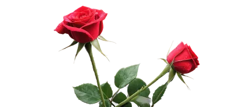 Free red roses, romantic bouquet, dozen long-stemmed roses, velvet-red petals, delicate rose leaves, thorny stem, water droplets on petals, soft natural light, close-up shot, shallow depth of field, w