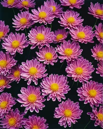 chrysanthemum background,violet chrysanthemum,flower fabric,purple chrysanthemum,floral digital background,pink chrysanthemums,flowers fabric,flower pattern,flowers pattern,chrysanthemums,pink daisies,barberton daisies,wood daisy background,australian daisies,kimono fabric,korean chrysanthemum,garden chrysanthemums,pink chrysanthemum,floral rangoli,flower background,Photography,Fashion Photography,Fashion Photography 19