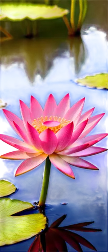 lotus on pond,pink water lily,water lily flower,water lotus,blooming lotus,pond flower,water lily,waterlily,large water lily,flower of water-lily,water lilly,lotus pond,lotus flowers,pink water lilies,lotus blossom,lotus flower,giant water lily,lotus,lotus ffflower,lotus png,Illustration,Black and White,Black and White 31