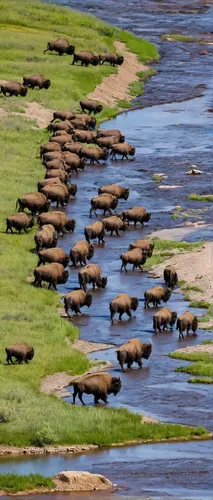 North Dakota, Theodore Roosevelt National Par, national park, summer, wildlife, bison, buffalo, herd, river crossing, Little Misouri River, river, badlands, Medora, photo,elephant herd,buffalo herd,af