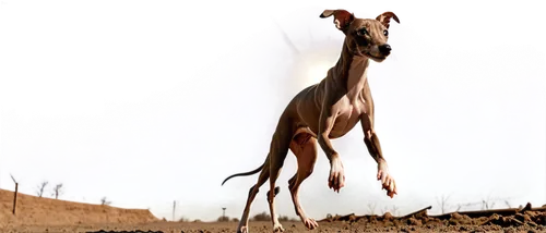 mudhol hound,podenco canario,italian greyhound,rampur greyhound,galgo español,whippet,pharaoh hound,sighthound,saluki,polish greyhound,lurcher,flying dog,dobermannt,greyhound,pinscher,ibizan hound,bully kutta,transylvanian hound,german pinscher,manchester terrier,Conceptual Art,Fantasy,Fantasy 33