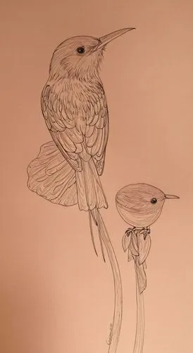 Convert bird to black and white bird sketches only lines,a drawing of a bird sitting on top of a flower,humming bird pair,hummingbirds,flycatchers,wrens,puffbird,flower and bird illustration,Photograp