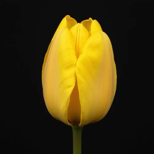 yellow orange tulip,tulip,tulipa,yellow tulips,two tulips,tulip flowers