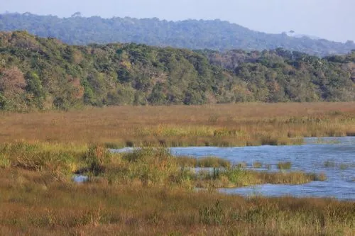 lalu wetland,karangwa,kinabatangan,mondulkiri,kaziranga,wetland,marshlands,kabini,salt marsh,riparian zone,bharathapuzha,okavango,marshes,luangwa,wetlands,bandhavgarh,saltmarsh,marshland,floodplains,the pantanal