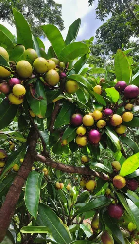 Imagine a tropical paradise where mangosteens grow abundantly.,coffee fruits,jamaican blue mountain coffee,wild yellow plum,coffee plantation,kaki fruit,nicaragua nio,acai brazil,tropical chichewa,loq