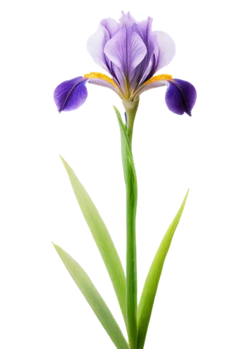 Delicate iris flower, purple petals, yellow center, slender stem, green leaves, dew drops, soft natural light, close-up shot, shallow depth of field, warm color tone, gentle composition, 3/4 view.,flo