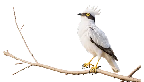 Crain bird, white feathers, yellow beak, black eyes, wings spread wide, perched on branch, morning sunlight, soft focus, warm color tone, cinematic composition, shallow depth of field, delicate legs, 