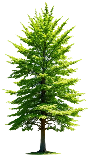 spruce tree,colorado spruce,columbian spruce,canadian fir,norfolk island pine,fir tree,chile pine,fir branch,douglas fir,sitka spruce,oregon pine,american larch,nordmann fir,eastern hemlock,thuja,blue spruce,cedar,evergreen trees,spruce trees,chile fir,Photography,General,Realistic