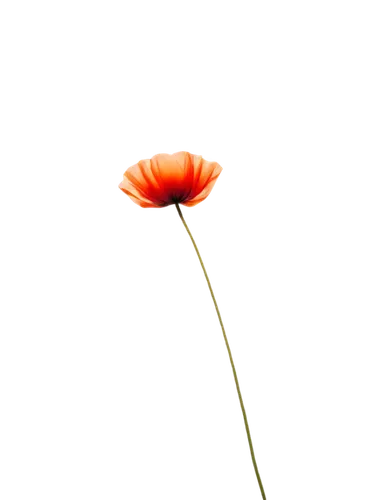 gerbera flower,gerbera,red gerbera,klatschmohn,flowers png,calendula,calenduleae,orange flower,flower background,orange poppy,calendula flower,single flower,strawflower,flower wallpaper,south african daisy,flower in sunset,poppy flower,minimalist flowers,erdsonne flower,african daisy,Photography,Artistic Photography,Artistic Photography 01