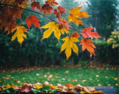 autuori,colored leaves,autumn foliage,autumn background,leaves in the autumn,autumn frame,fall leaves,autumn leaves,fallen leaves,colorful leaves,round autumn frame,autumnal leaves,fall,colors of autu