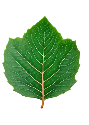 fig leaf,grape leaf,beech leaf,chestnut leaf,walnut leaf,custody leaf,mammoth leaf,leaf vegetable,fan leaf,grape leaves,mape leaf,foliage leaf,wild grape leaves,bay-leaf,round leaved liverleaf,leaf border,vine leaves,leaf structure,brown leaf,acorn leaf,Photography,Black and white photography,Black and White Photography 04