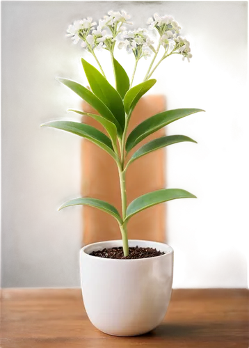 lily of the valley,evergreen candytuft,lily of the desert,androsace rattling pot,greek valerian,veratrum,citronella,container plant,allium sativum,ikebana,allium giganteum,potted plant,flowers png,indoor plant,lily of the field,lilly of the valley,oil-related plant,sambucus,plantago,thick-leaf plant,Illustration,Abstract Fantasy,Abstract Fantasy 13