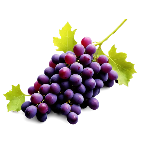 purple grapes,wine grapes,grapes,red grapes,winegrape,wine grape,blue grapes,table grapes,fresh grapes,vineyard grapes,bright grape,bunch of grapes,sangiovese,grapevines,grape vine,merlots,barbera,grenache,grape bright grape,white grapes,Illustration,Abstract Fantasy,Abstract Fantasy 01