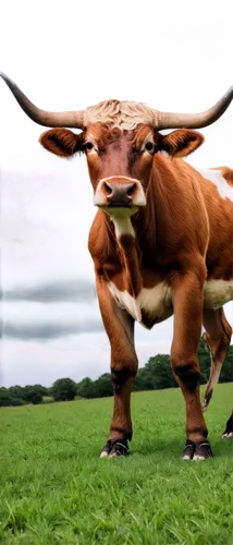 Longhorn cow, standing, majestic, detailed horns, brown coat, white patches, muscular body, strong legs, hooves, rural setting, green grass, cloudy sky, warm lighting, 3/4 composition, shallow depth o