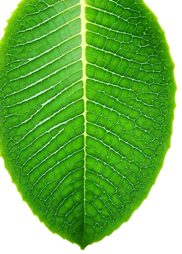 Giant sequoia tree leaf, bright green color, delicate veins, wavy edges, soft sunlight filtering through, morning dew droplets, shallow depth of field, warm color tone, cinematic lighting, close-up sh