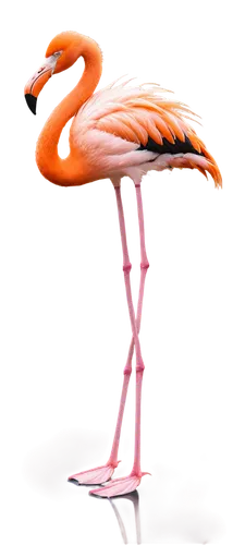 flamingo,greater flamingo,flamingos,flamingoes,pink flamingo,two flamingo,flamingo with shadow,flamingo couple,cuba flamingos,flamingo pattern,bird png,flamininus,phoenicopterus,lawn flamingo,pink flamingos,phoenicopteridae,transparent image,flamencos,water bird,gwe,Photography,Documentary Photography,Documentary Photography 19