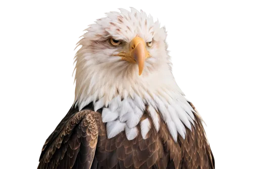 american bald eagle,bald eagle,eagle,eagle vector,eagle eastern,eagle drawing,sea head eagle,eagleman,eagle illustration,white eagle,eagle head,russian imperial eagle,imperial eagle,fish eagle,african eagle,eaglet,eagen,eagleburger,steppe eagle,finagle,Photography,Documentary Photography,Documentary Photography 20