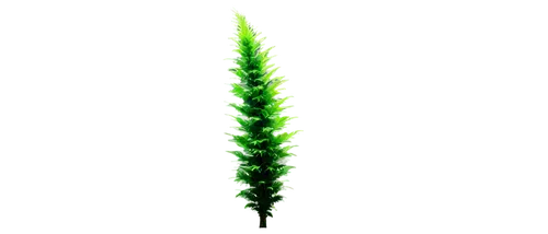 equisetum,asparagaceae,leaf fern,fern leaf,wakefern,lycopodium,polypodium,green asparagus,feather bristle grass,horsetail,aloe vera leaf,palm tree vector,horsetails,blade of grass,auxin,spiral background,green leaf,chlorophyll,citronella,asplenium,Photography,Artistic Photography,Artistic Photography 02