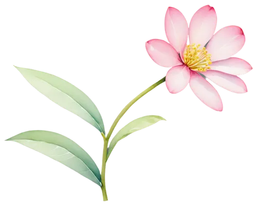 flowers png,flower illustration,magnolia star,lotus png,flower background,flower illustrative,magnolia × soulangeana,pink floral background,dahlia pink,illustration of the flowers,common peony,rose flower illustration,centaurium,paper flower background,minimalist flowers,japanese floral background,gaura,floral digital background,wood daisy background,two-tone flower,Conceptual Art,Sci-Fi,Sci-Fi 05