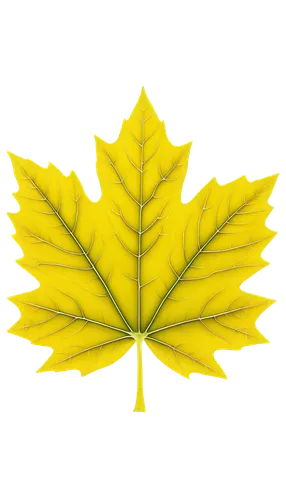 yellow maple leaf,leaf background,yellow leaf,red maple leaf,golden leaf,spring leaf background,maple leaf red,maple foliage,maple leaves,maple leave,trumpet leaf,leaf drawing,mape leaf,leafed,tree leaf,leafcutter,oak leaf,leaf rectangle,mammoth leaf,bigleaf,Illustration,Retro,Retro 22