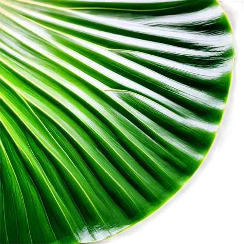 palm leaf,tropical leaf,coconut leaf,tropical leaf pattern,palm leaves,palm fronds,banana leaf,jungle leaf,fan palm,cycad,fern leaf,palm tree vector,fan leaf,fishtail palm,palm branches,banana leaf rice,cleanup,spring leaf background,green leaf,tree leaf,Art,Artistic Painting,Artistic Painting 44