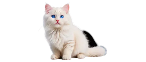 cat on a blue background,white cat,blue eyes cat,cat with blue eyes,colotti,british longhair cat,cat vector,transparent background,breed cat,suara,frideswide,cat image,snowbell,cartoon cat,felino,birman,kittu,cuecat,calico cat,siamese cat,Art,Classical Oil Painting,Classical Oil Painting 26