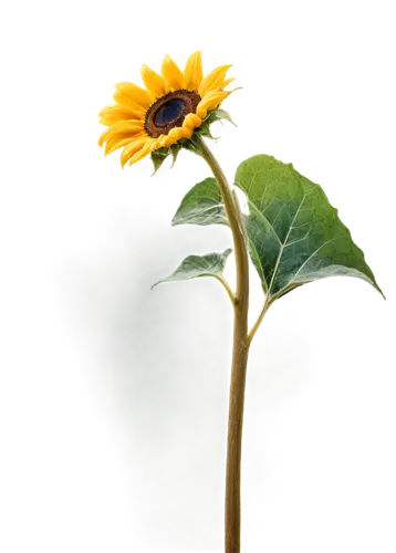 small sun flower,sun flower,sunflower,stored sunflower,sun flowers,yellow gerbera,helianthus,rudbeckia,erdsonne flower,sunflower lace background,helianthus sunbelievable,sunflower paper,rudbeckia nidita,helianthus occidentalis,yellow flower,flowers sunflower,flower in sunset,rudbeckia fulgida,black-eyed susanne,rudbeckia nitida,Art,Artistic Painting,Artistic Painting 27