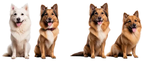 alsatians,akitas,malamutes,german shepards,dingoes,dingos,dog breed,three dogs,quadrupeds,alsatian,canids,dog pure-breed,german shepherd dog,malinois,color dogs,canines,huskies,dogmeat,woofers,mwd,Photography,Black and white photography,Black and White Photography 15