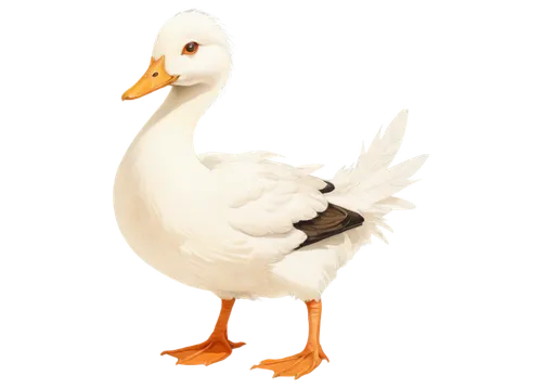 rockerduck,duck,lameduck,ornamental duck,duck bird,brahminy duck,gooseander,quacker,quacking,cayuga duck,canard,shelduck,leghorn,araucana,the duck,blackduck,ducky,dolan,fowl,quack,Illustration,Japanese style,Japanese Style 21