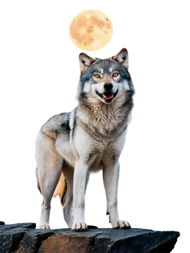 Wild wolf, solo, majestic posture, thick fur, grey and white coat, piercing yellow eyes, sharp teeth, powerful jaws, standing on rocky cliff, strong legs, claws outstretched, howling at moon, sunset l