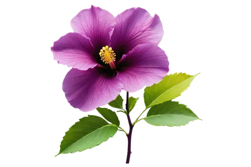 tree mallow,flowers png,lilac hibiscus,rose of sharon,anemone purple floral,hibiscus flower,crown chakra flower,anemone japonica,hibiscus,chinese hibiscus,purple morning glory flower,hibiscus flowers,purple flower,shrub mallow,swamp hibiscus,hawaiian hibiscus,swamp rose mallow,solanaceae,hibiscus and leaves,flower purple,Unique,3D,Isometric