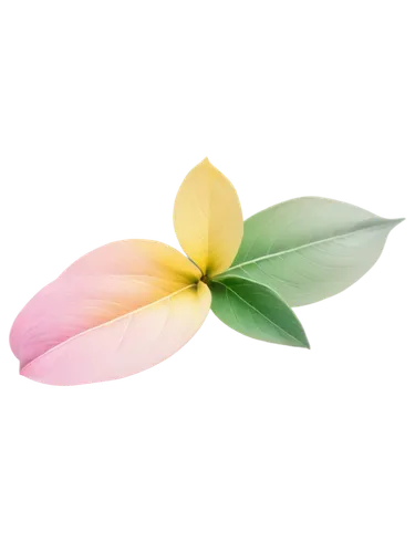 Delicate pink petals, yellow center, subtle gradient shading, soft focus, 3/4 composition, shallow depth of field, warm color tone, cinematic lighting, isolated on white background, high-resolution de