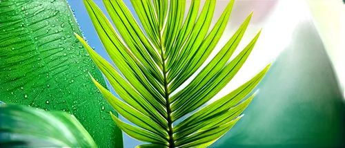 palm leaf,tropical leaf,tropical leaf pattern,coconut leaf,fishtail palm,palm leaves,palm fronds,foliage leaf,banana leaf,green leaves,fern leaf,cycad,green leaf,jungle leaf,aloe vera,green plant,leaf structure,leaf green,fan palm,green foliage,Illustration,Black and White,Black and White 32