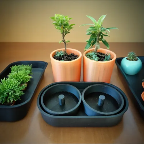 Three potted plants are displayed on a black tray, each plant in its own orange pot. The pots are placed in the middle of the tray and the plants seem to grow well.,plants in pots,plant pots,potted pl