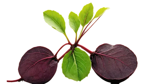 mesclun,sorrel,salad plant,lamb's lettuce,leaf lettuce,microgreens,swiss chard,pilea,orach,red beets,beefsteak plant,fig leaf,acalypha,cabbage leaves,photosynthetic,peperomia,chloropaschia,beetroot,anthocyanin,tobacco leaves,Illustration,Vector,Vector 13