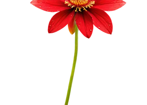 red dahlia,red gerbera,star dahlia,flowers png,firecracker flower,red flower,flower of dahlia,red chrysanthemum,dahlia flower,western red lily,gerbera flower,gerbera,deep coral zinnia,dahlia bloom,garden dahlia,vancouver dahlia,flame flower,dahlia dahlia,single flower,flower background,Illustration,Abstract Fantasy,Abstract Fantasy 01