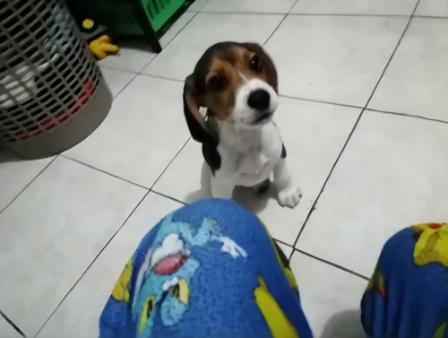 beagle,bassett,basset bleu de gascogne,beggar,treeing walker coonhound,beagador,jack russel,beaglier,begging,social,basset hound,do not share a toy,pocket beagle,jack russell terrier,kooikerhondje,rus