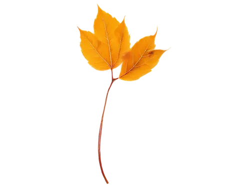 fall leaf,spring leaf background,golden leaf,autumn leaf,yellow maple leaf,leaf branch,trumpet leaf,minimalist flowers,suspended leaf,autumn leaf paper,four-leaf,red maple leaf,orange lily,leaf background,maple leave,magnolia leaf,maple leaf,yellow leaf,young leaf,orange flower,Photography,Documentary Photography,Documentary Photography 01