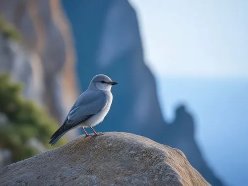 a white bird with gray feathers sitting on a rock near water,white wagtail,wagtail,pied wagtail,rock dove,kittiwakes,blue rock thrush