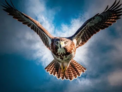 A hawk soaring effortlessly, representing vision, focus, and rising above the fray with grace.,red tailed kite,red kite,blue buzzard,lanner falcon,flying hawk,red tailed hawk,harris hawk,portrait of a