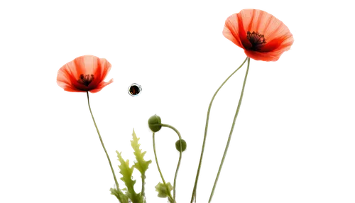 Vibrant red poppy flowers, delicate petals, green stems, soft focus background, warm sunlight, shallow depth of field, close-up shot, 3/4 composition, gentle swaying motion, realistic texture, detaile