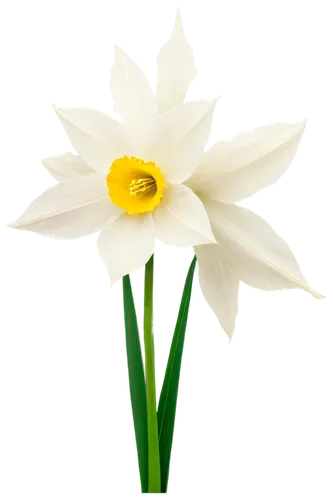 white lily,white flower,white cosmos,white water lily,flowers png,flower background,flower wallpaper,zephyranthes,lily flower,daisy flower,chrysanthemum background,shasta daisy,single flower,two-tone flower,marguerite daisy,filled daffodil,easter lilies,tulip background,minimalist flowers,margueritte,Illustration,Retro,Retro 05