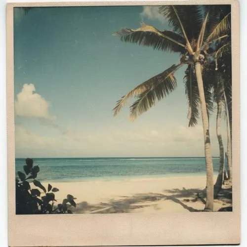 Paradise,an old picture of a beach with a palm tree on it,rangiroa,aitutaki,rarotonga,kurumba,anegada,kwajalein,Photography,Documentary Photography,Documentary Photography 03