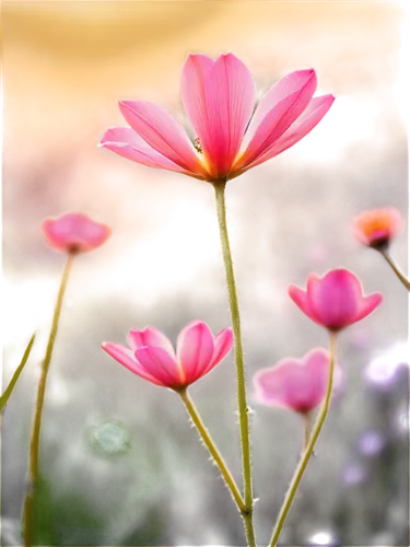 cosmos flower,pink cosmea,cosmos flowers,cosmos autumn,cosmea,japanese anemone,pink petals,pink flower,zephyranthes,pink anemone,flower background,pink daisies,pink clover,flower in sunset,genus anemone,pink flowers,cosmea bipinnata,flower wallpaper,flower pink,pond flower,Illustration,Abstract Fantasy,Abstract Fantasy 10