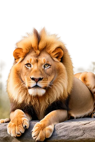 male lion,panthera leo,african lion,lion,forest king lion,king of the jungle,lion father,lion - feline,female lion,little lion,skeezy lion,male lions,two lion,lion cub,lioness,lion head,masai lion,lion white,lion number,baby lion,Conceptual Art,Sci-Fi,Sci-Fi 19