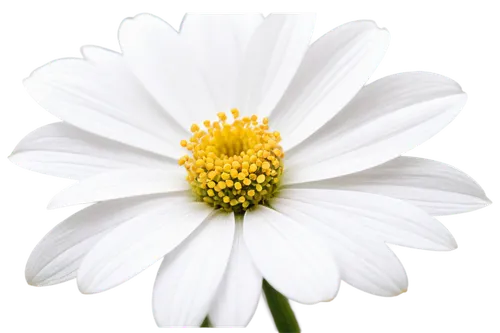 marguerite daisy,white cosmos,shasta daisy,oxeye daisy,white chrysanthemum,ox-eye daisy,margueritte,the white chrysanthemum,white daisies,white flower,daisy flower,wood daisy background,common daisy,camomile flower,leucanthemum,marguerite,daisylike,pyrethrum,perennial daisy,feverfew,Illustration,Vector,Vector 14